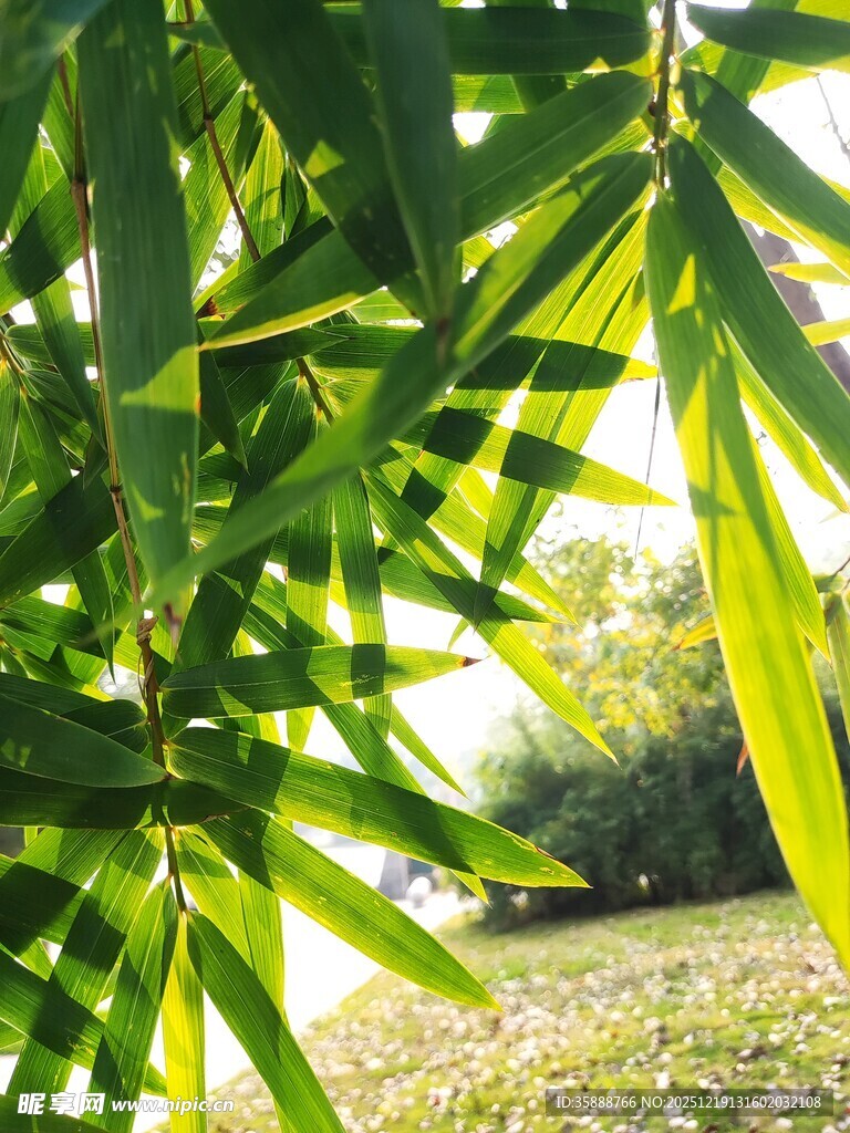 阳光下的翠绿竹叶