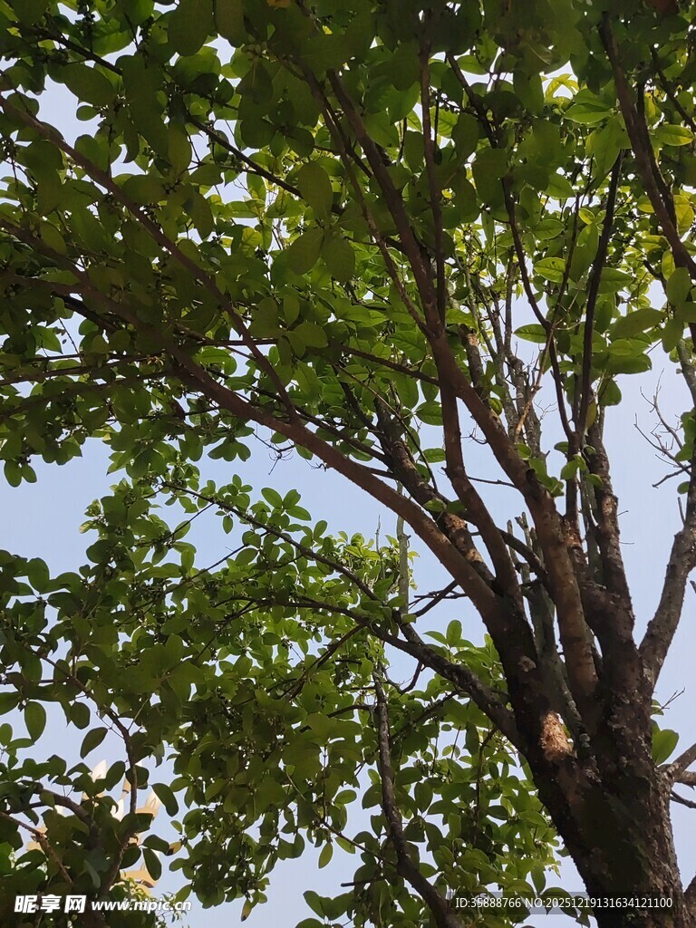 仰视繁茂绿树蓝天景象