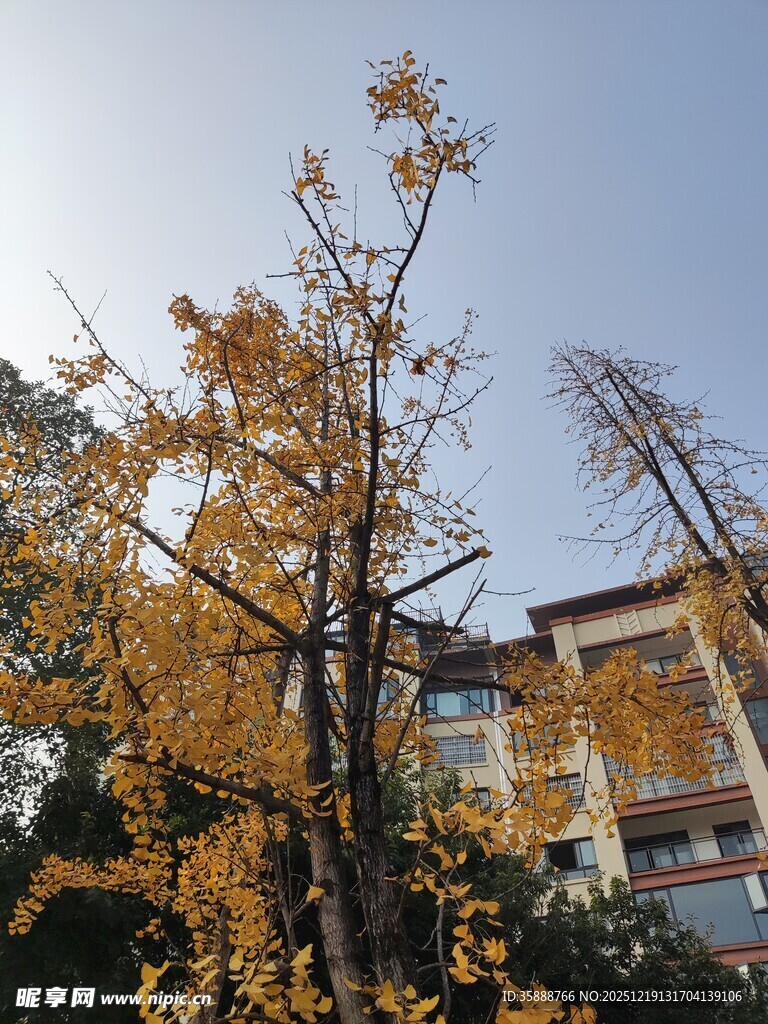 秋日黄叶下的建筑景观