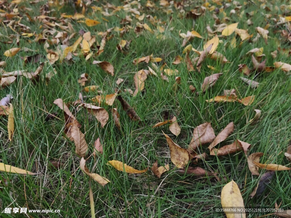 草地散落枯黄落叶