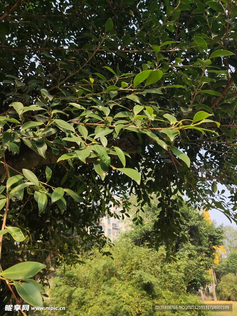 繁茂绿叶间的自然景致