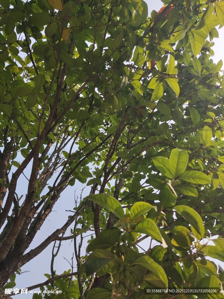 仰视茂密翠绿的树木枝叶