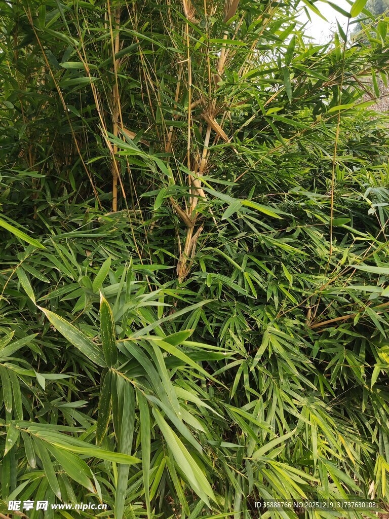 茂密翠绿的竹林景观