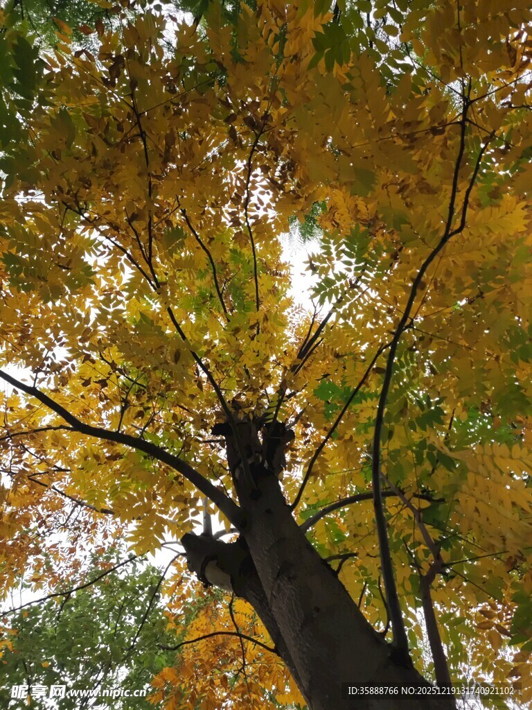 秋日仰拍金黄繁茂树木