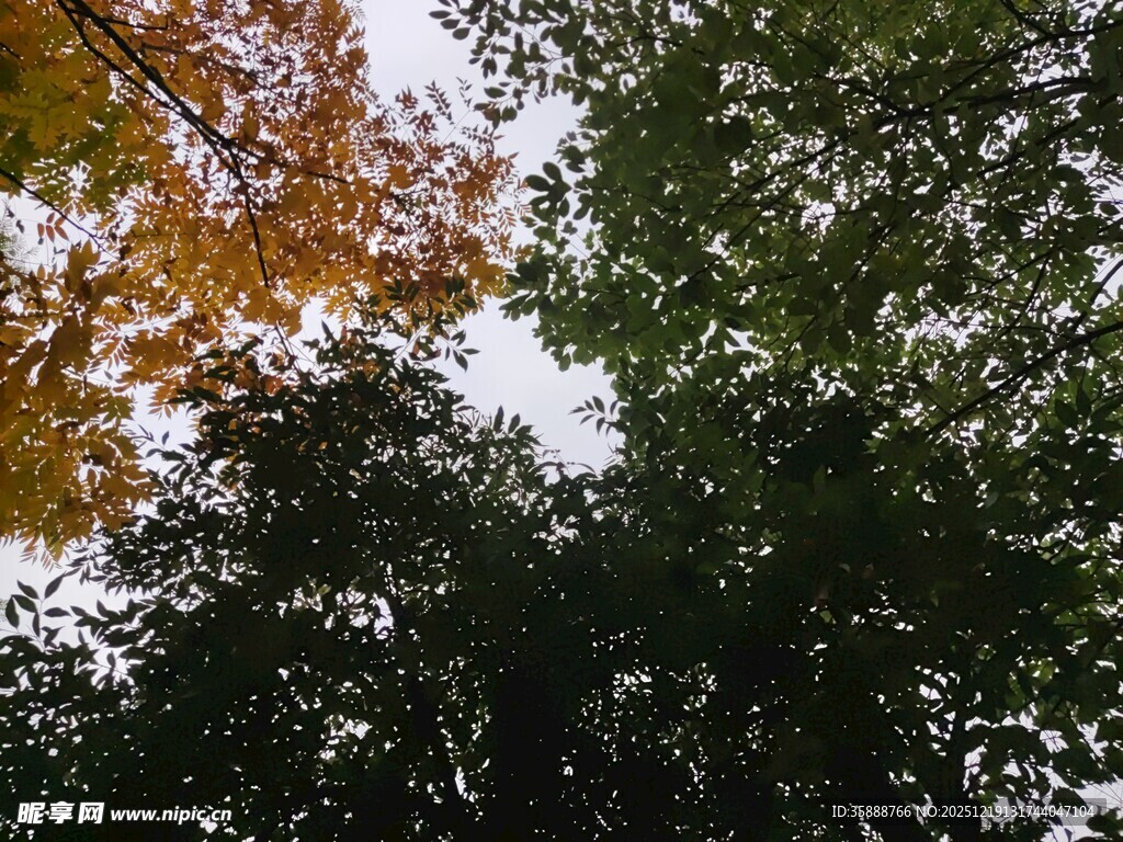 秋日树梢间的斑斓景致