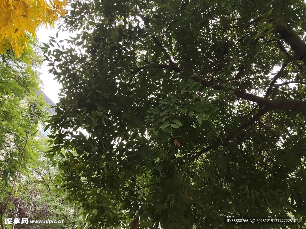 繁茂树林中的绿意景象