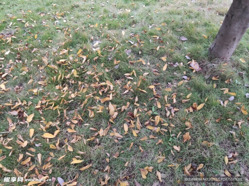树下落叶铺就秋日景象