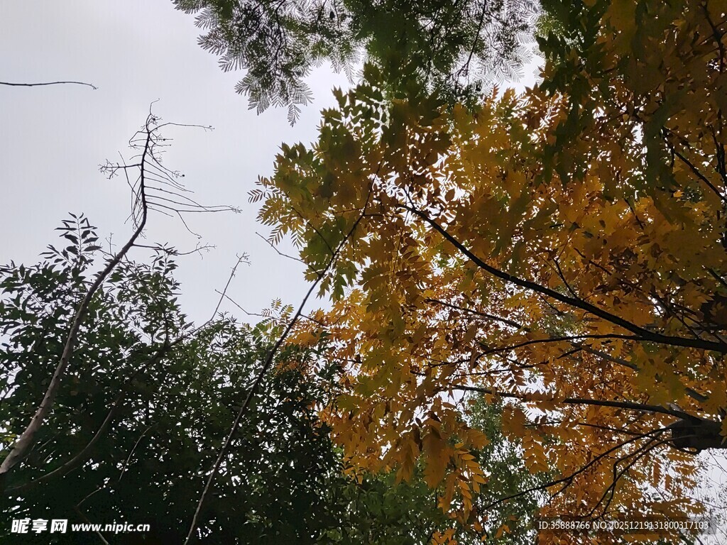 秋日林间树梢美景
