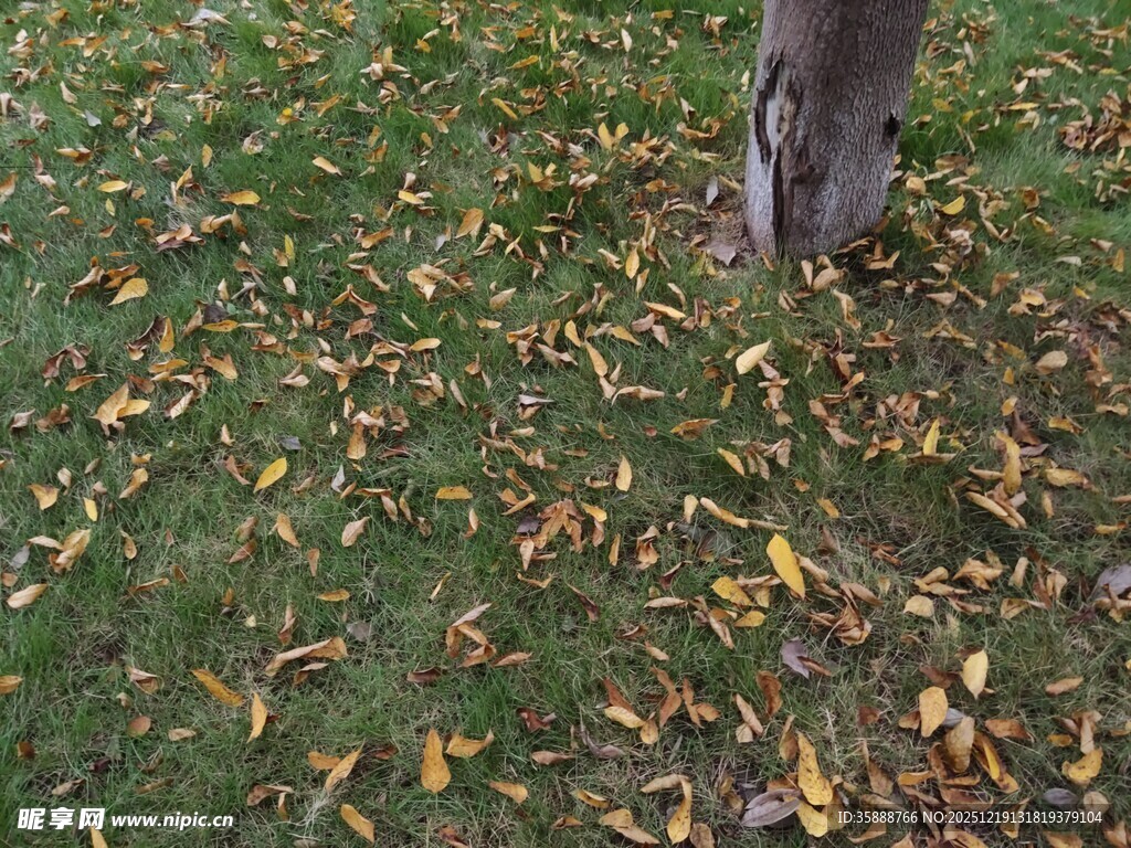 树下落叶铺就秋日景致