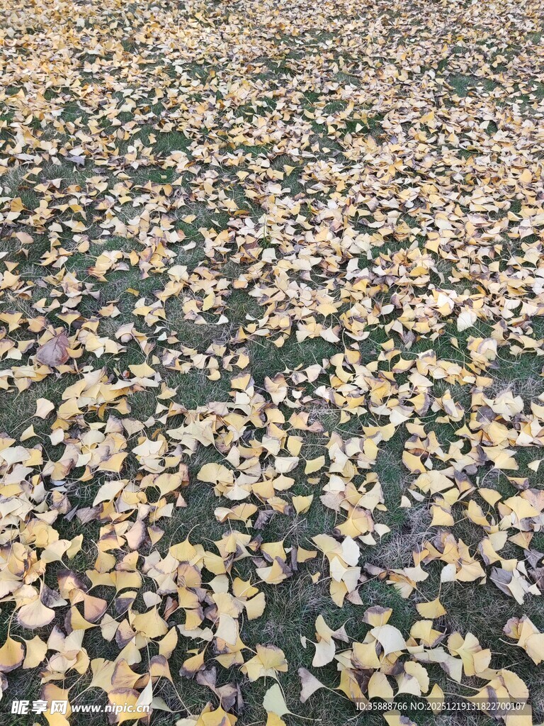 满地银杏落叶美景