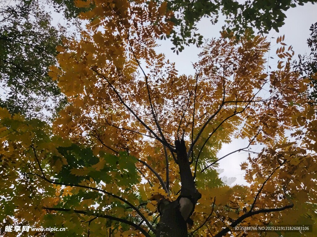 秋日仰拍斑斓树木