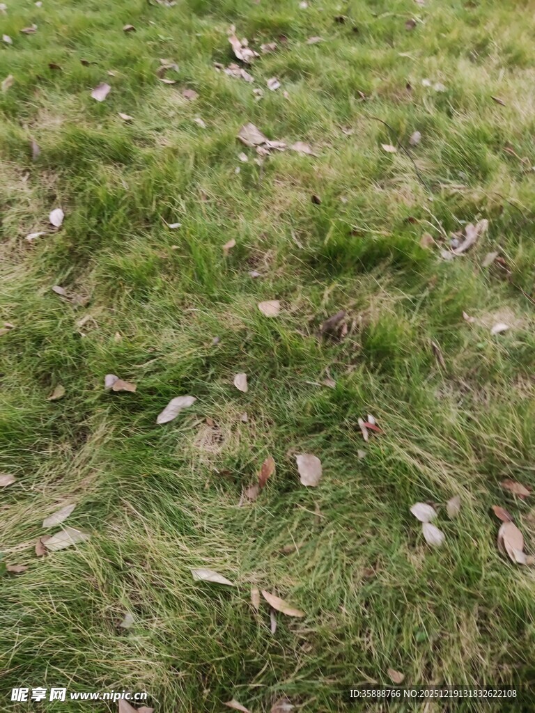 草地上散落的枯叶