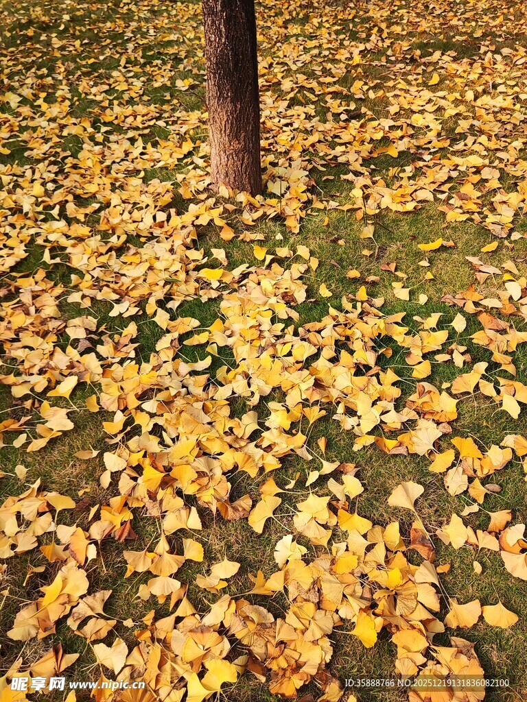 树下金黄落叶秋景图
