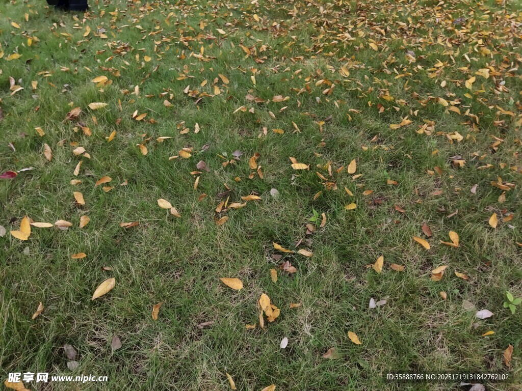 草地散落金黄秋叶