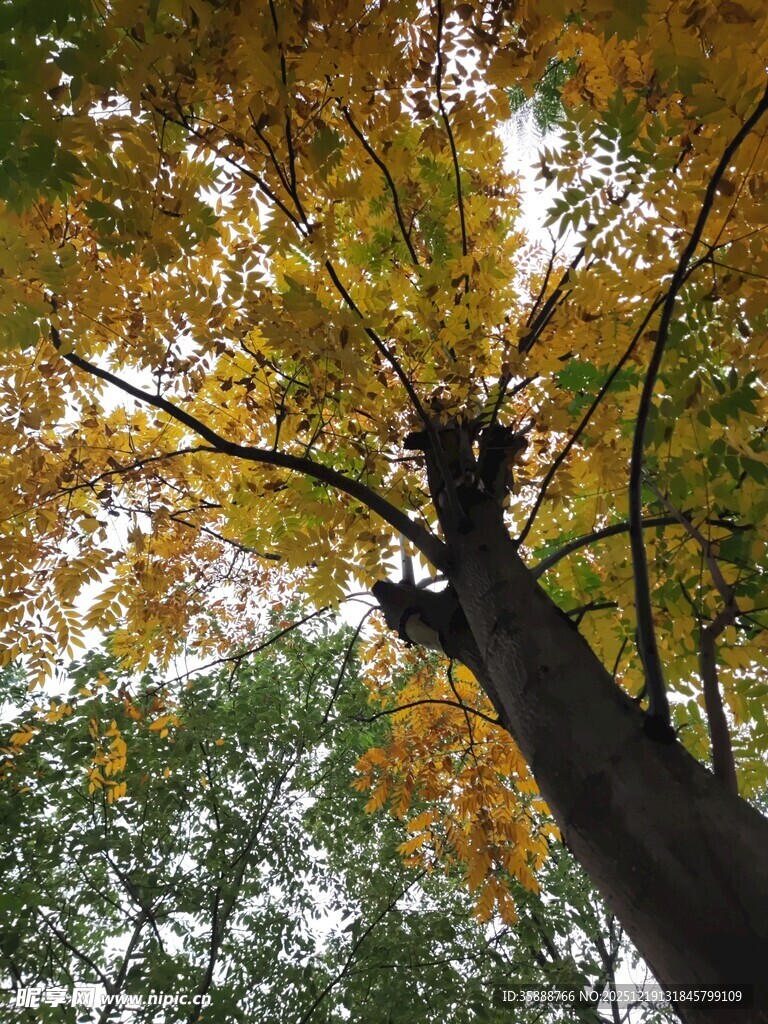 仰视秋日斑斓树木