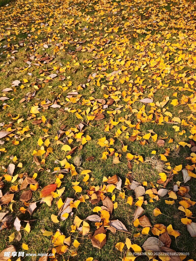 秋日落叶铺就的斑斓地面