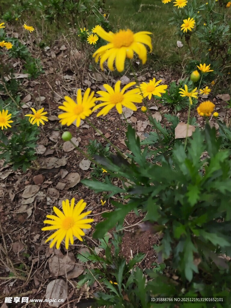 黄色小花绽放于地面