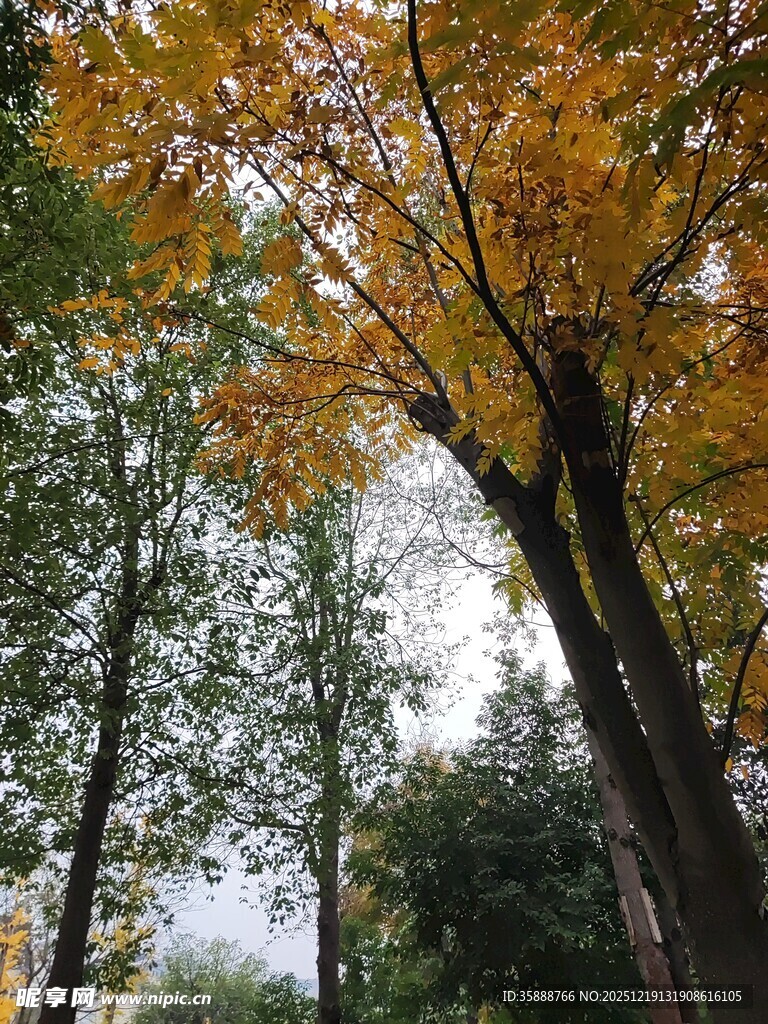 秋日林间斑斓树冠美景