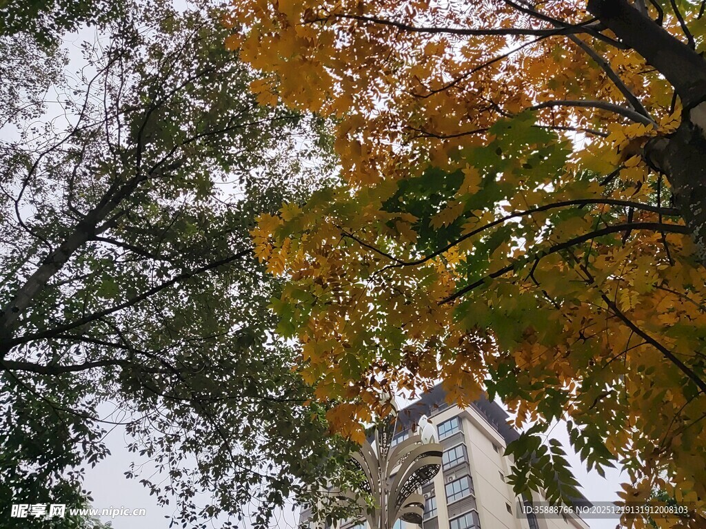 秋日树梢与楼宇景致