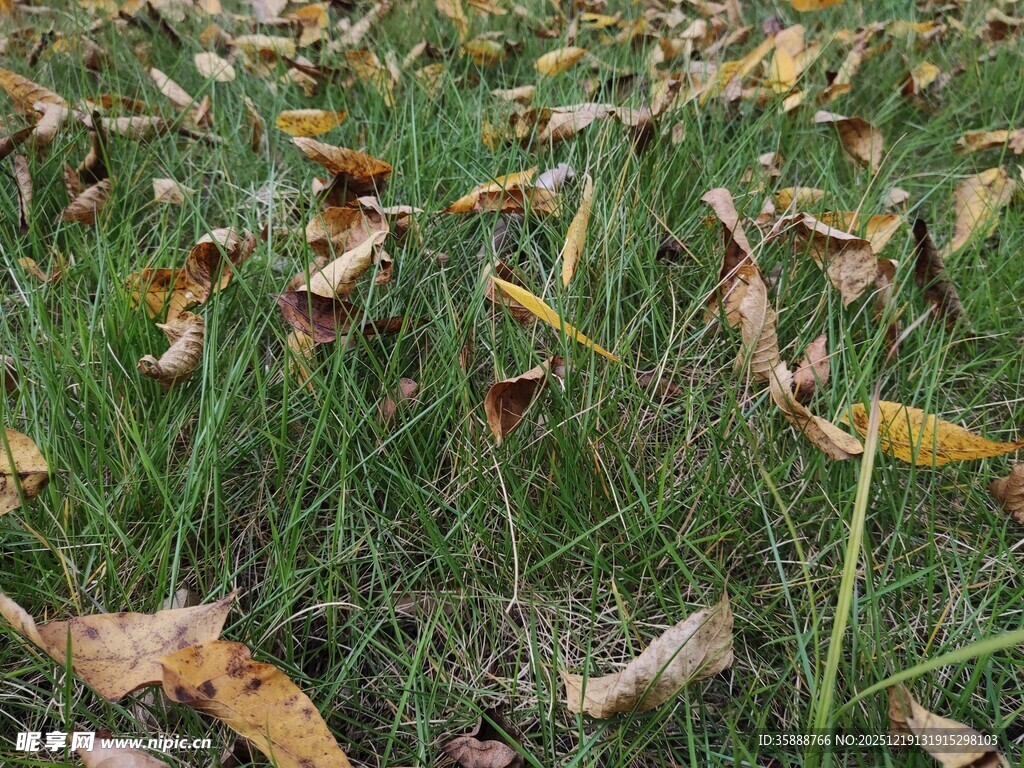 草地间散落的枯黄树叶