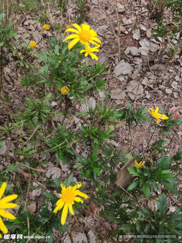 野外绽放的黄色小花