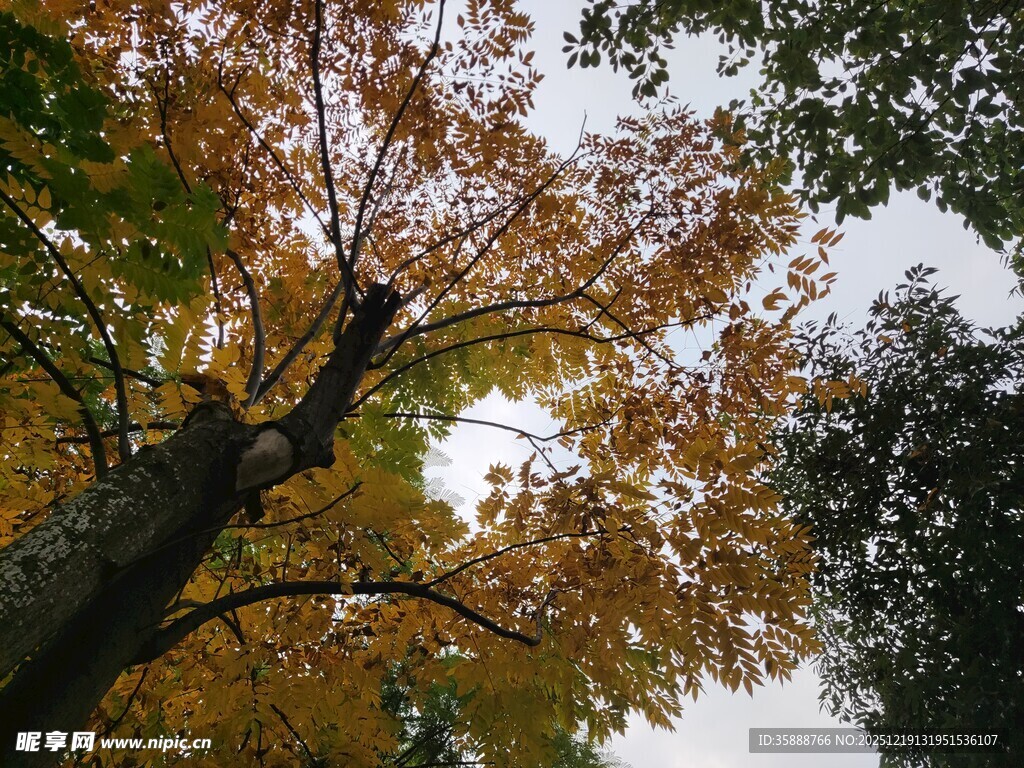 秋日仰拍斑斓树冠