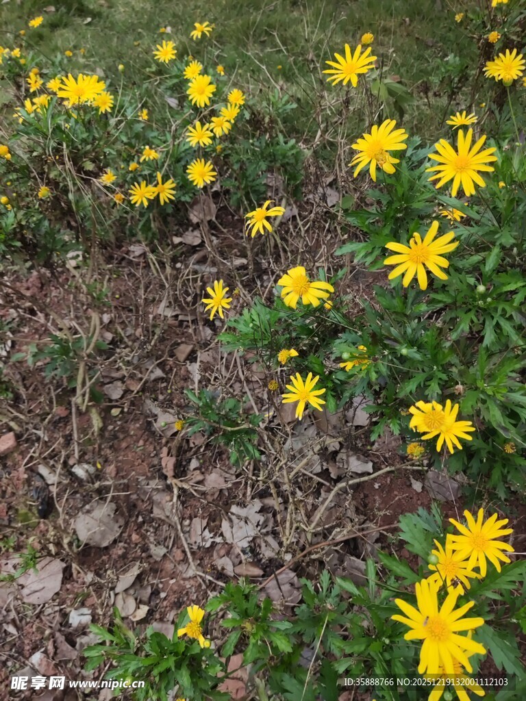 春日黄花绽放于草地