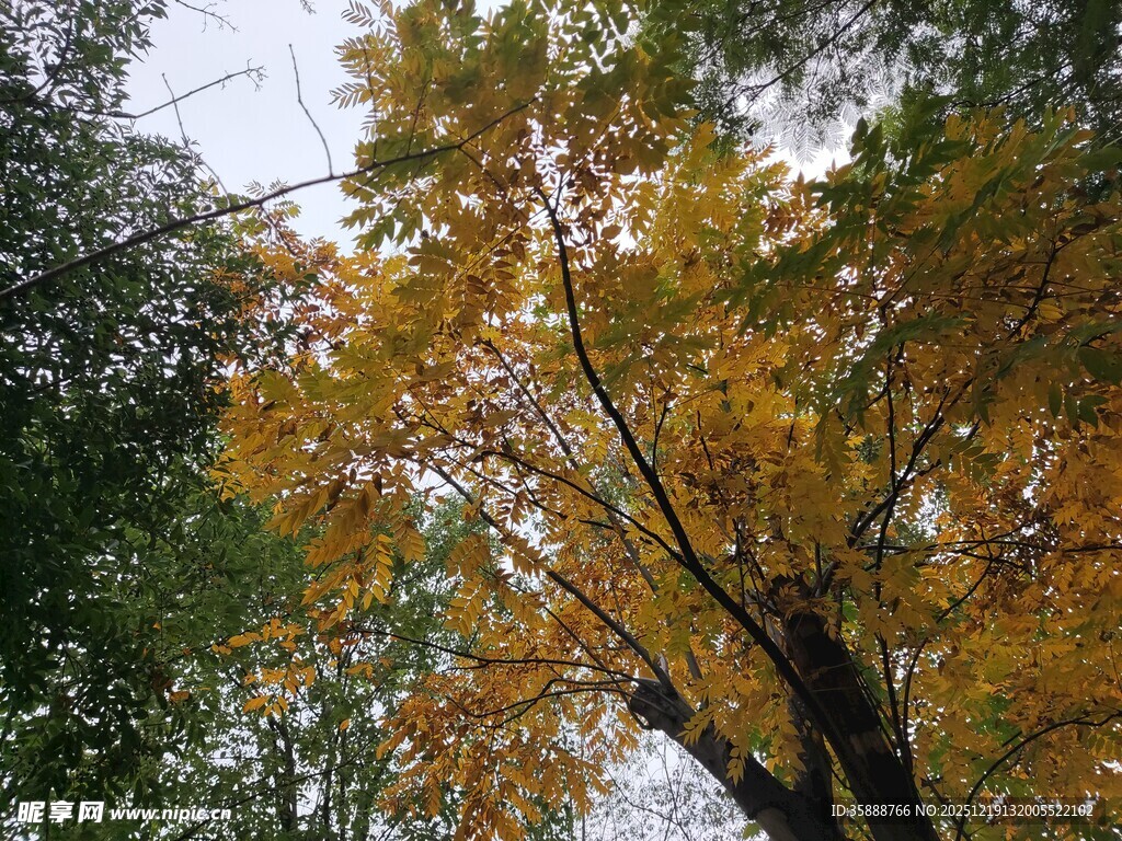 秋日金黄树叶的树木景观