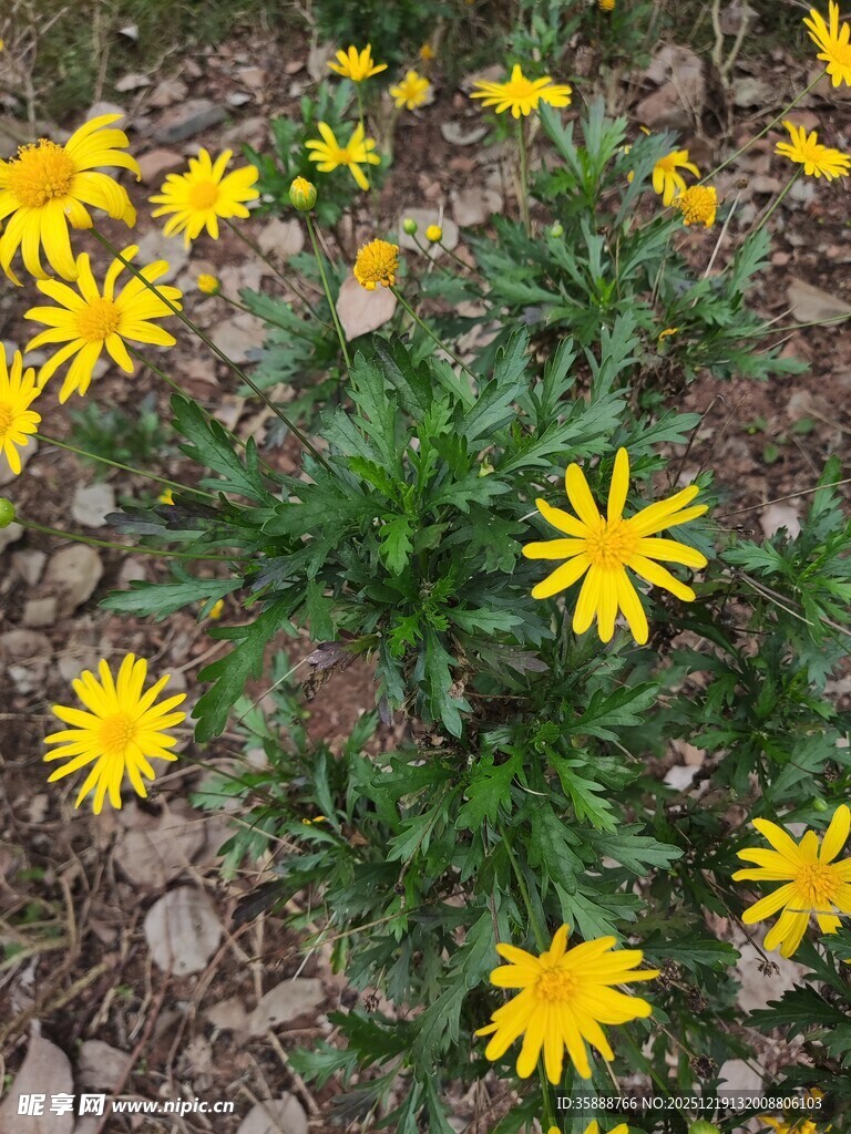 黄色小花绽放于碎石间
