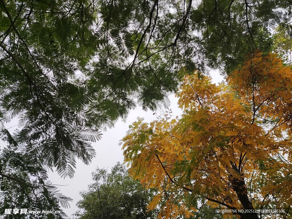 秋日林间斑斓树冠