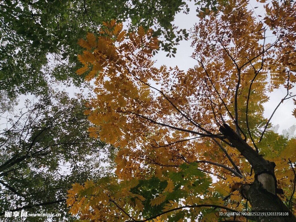 秋日斑斓树梢景致