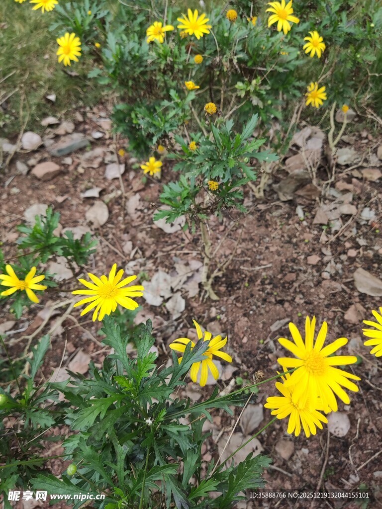 黄色小花绽放于碎石间