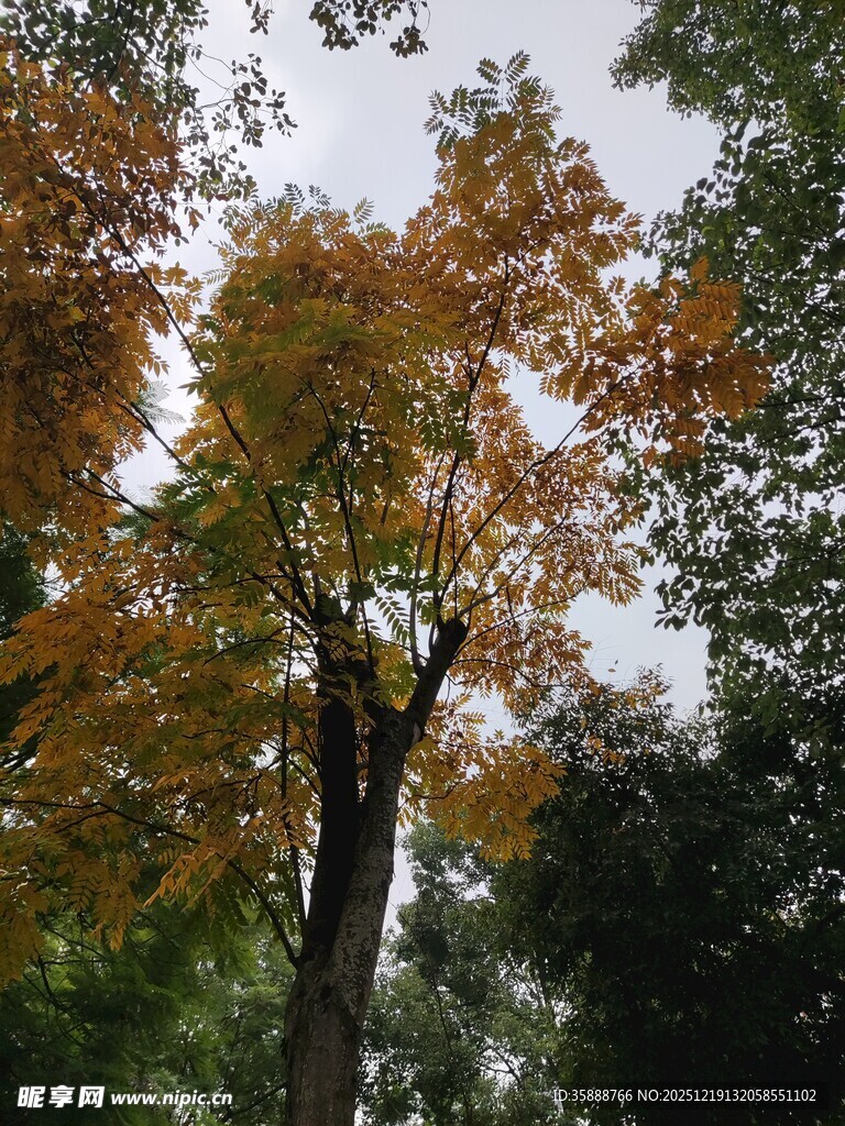 秋日斑斓树木景致