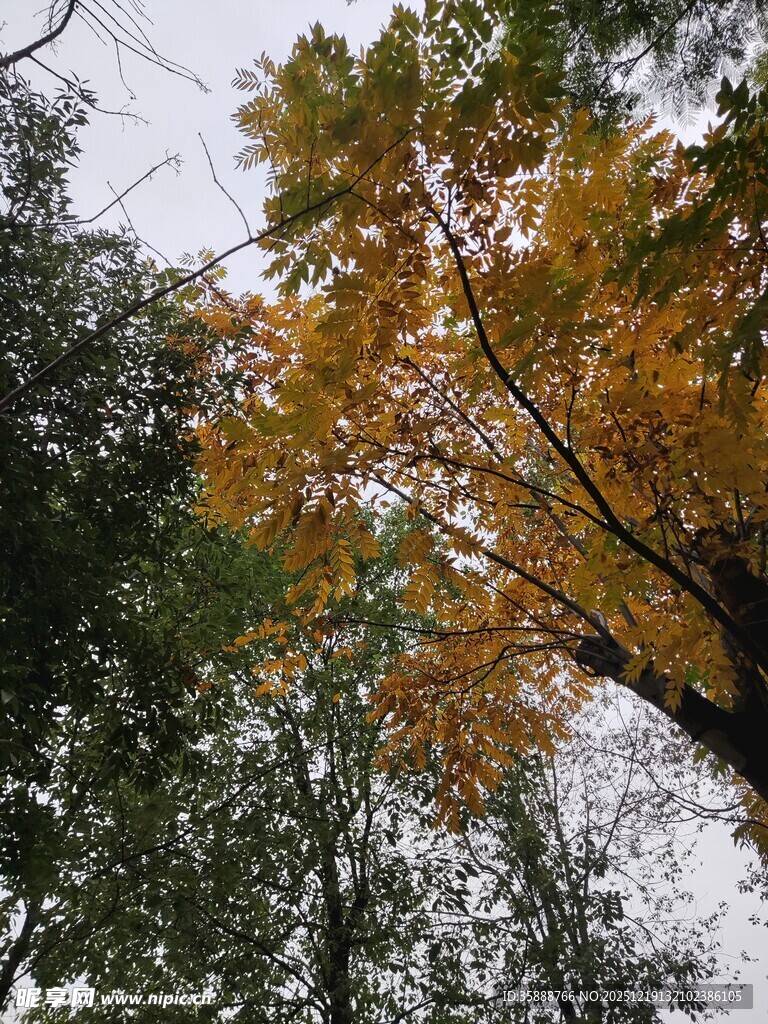 秋日林间斑斓树梢