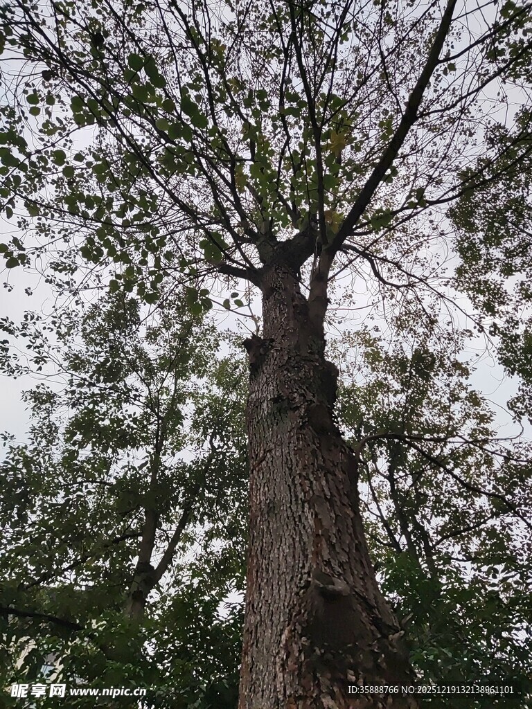 仰视下的粗壮高大树木
