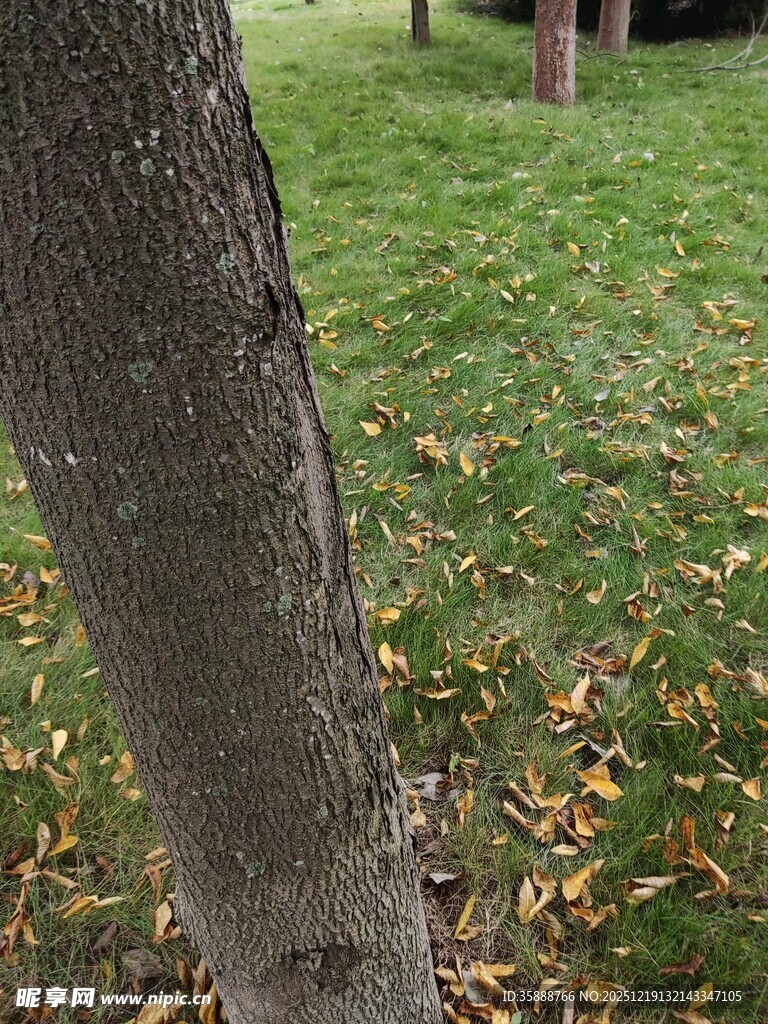 树干下的草地与落叶