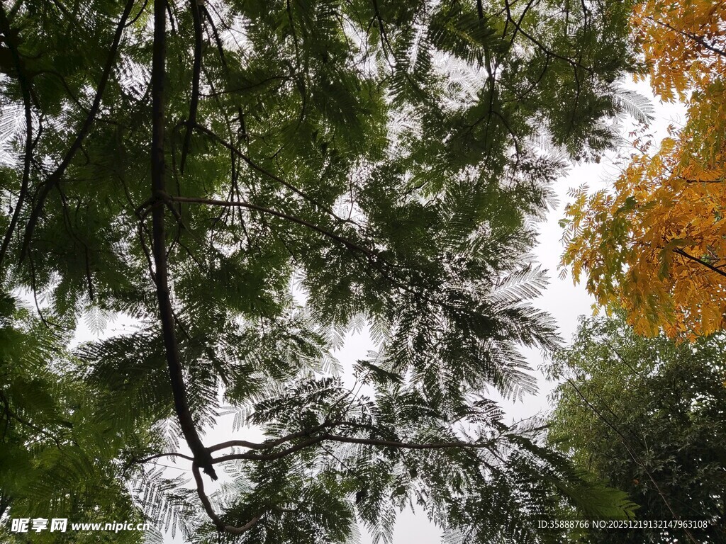 林间树梢的光影与秋色