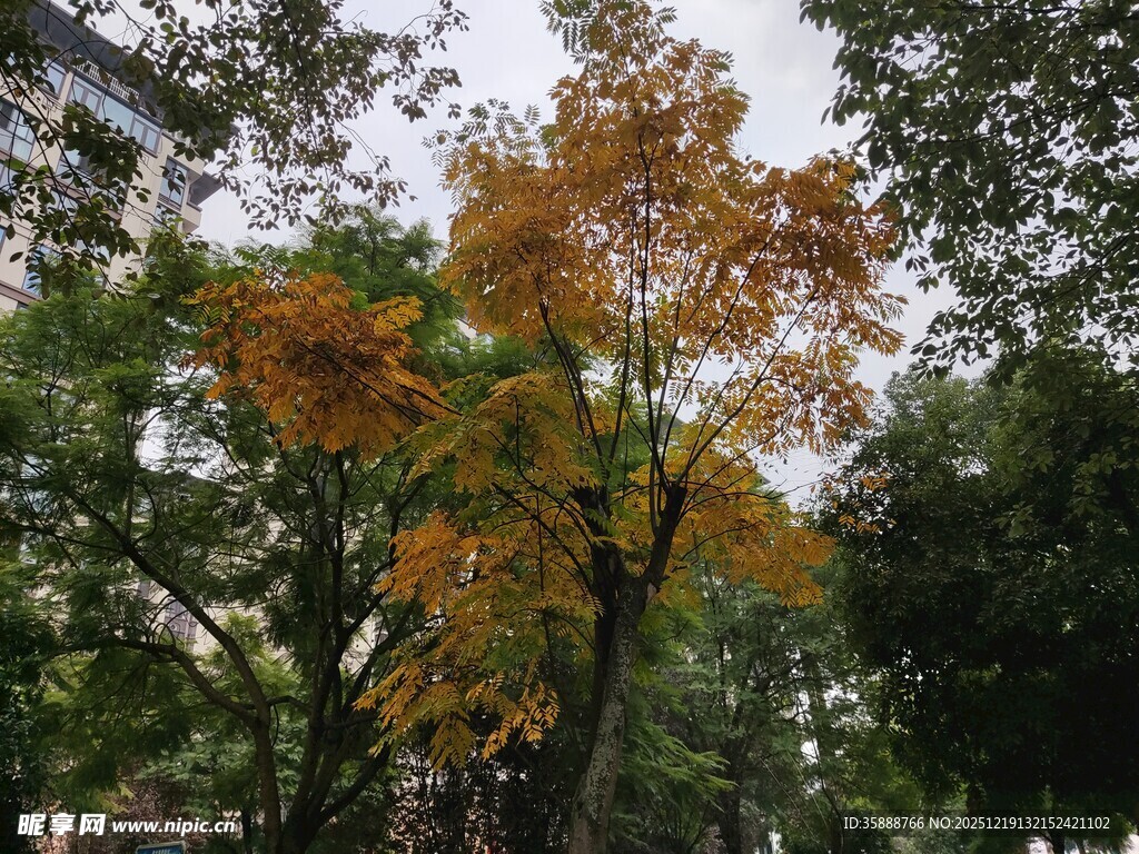 秋日斑斓树木景致