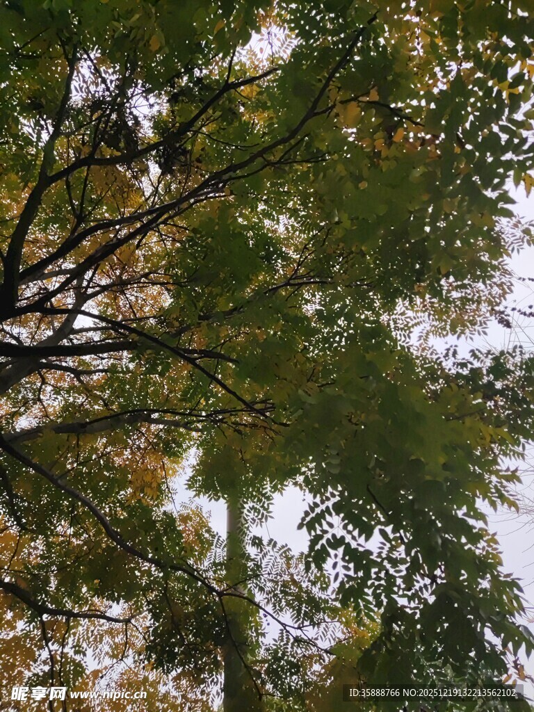 透过枝叶看天空