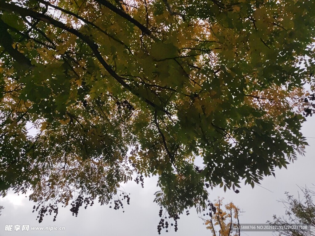 仰视秋日树梢