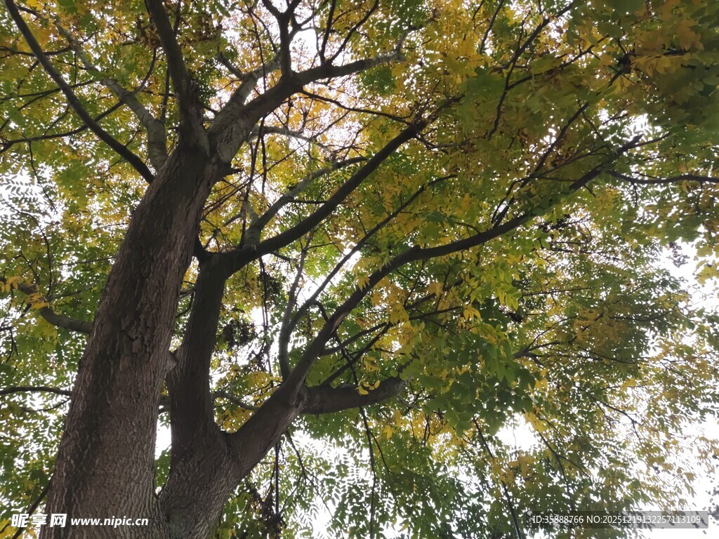 秋日繁茂大树景观