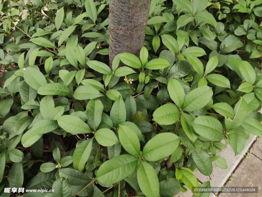树下繁茂绿植生机勃勃