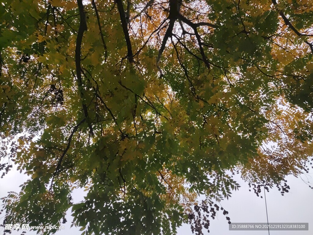 秋日树梢枝叶景致