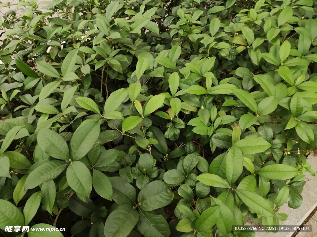 嫩绿植物幼苗密集生长