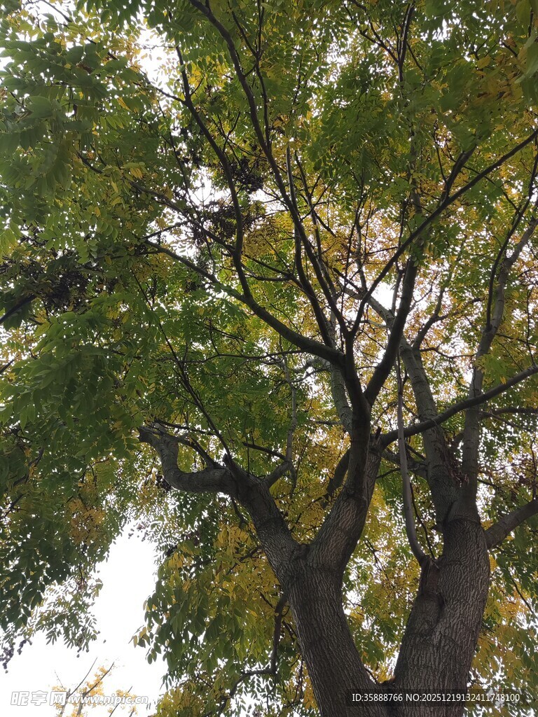 仰视繁茂大树枝叶