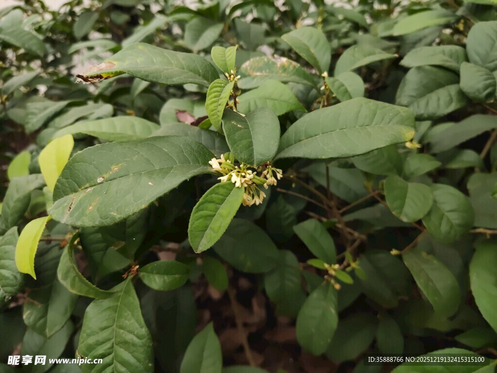 绿叶间的绽放小花