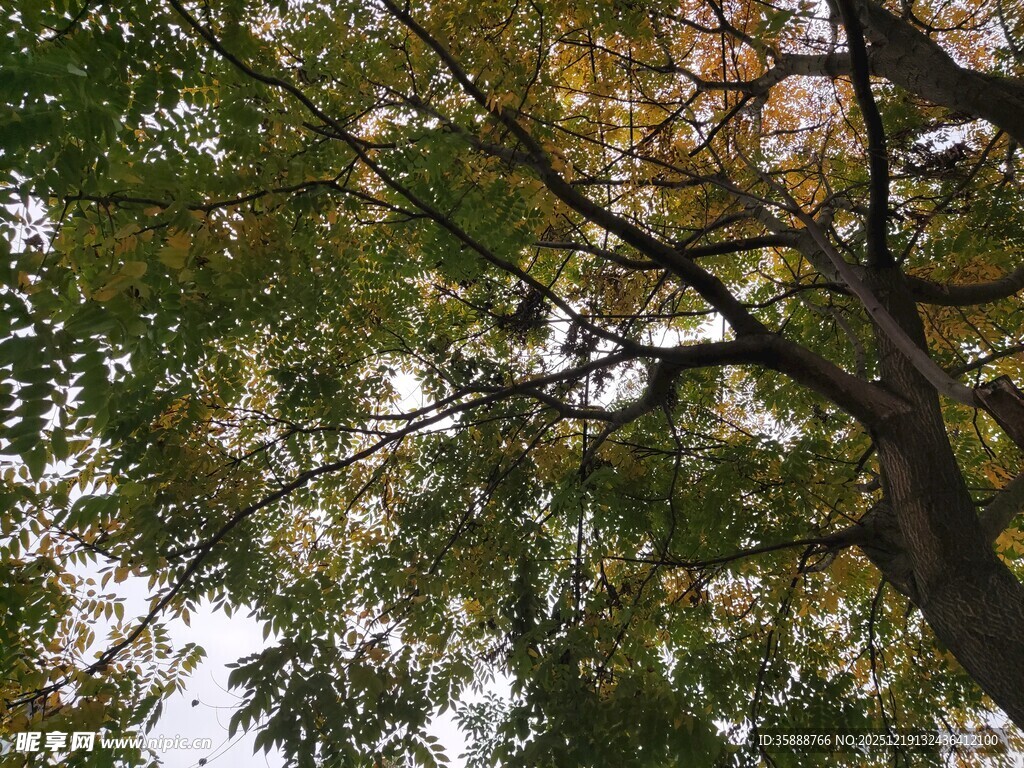 秋日树冠下的斑驳光影