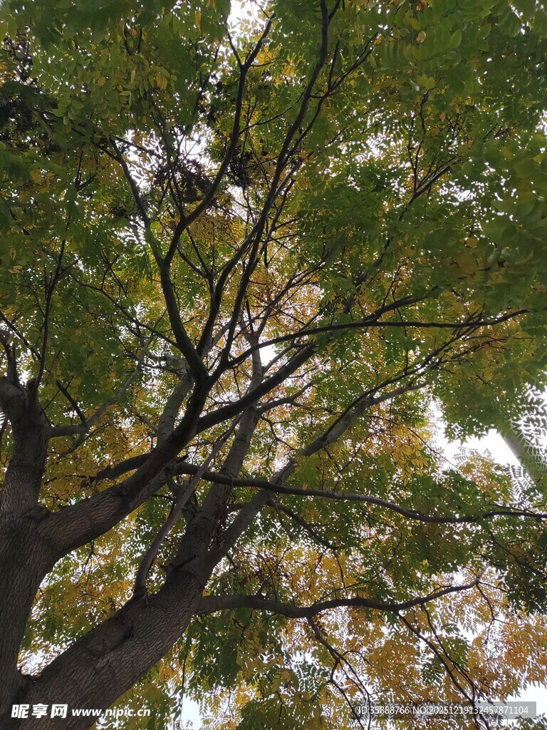 仰视繁茂枝叶的大树