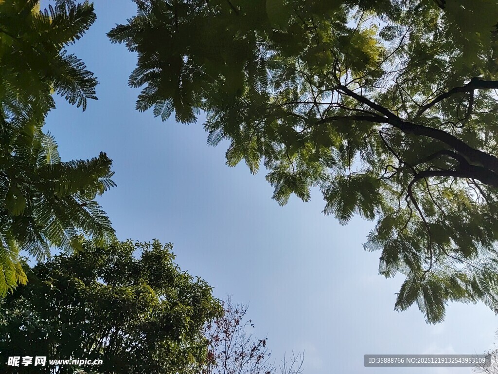 仰视绿树蓝天的清新景象