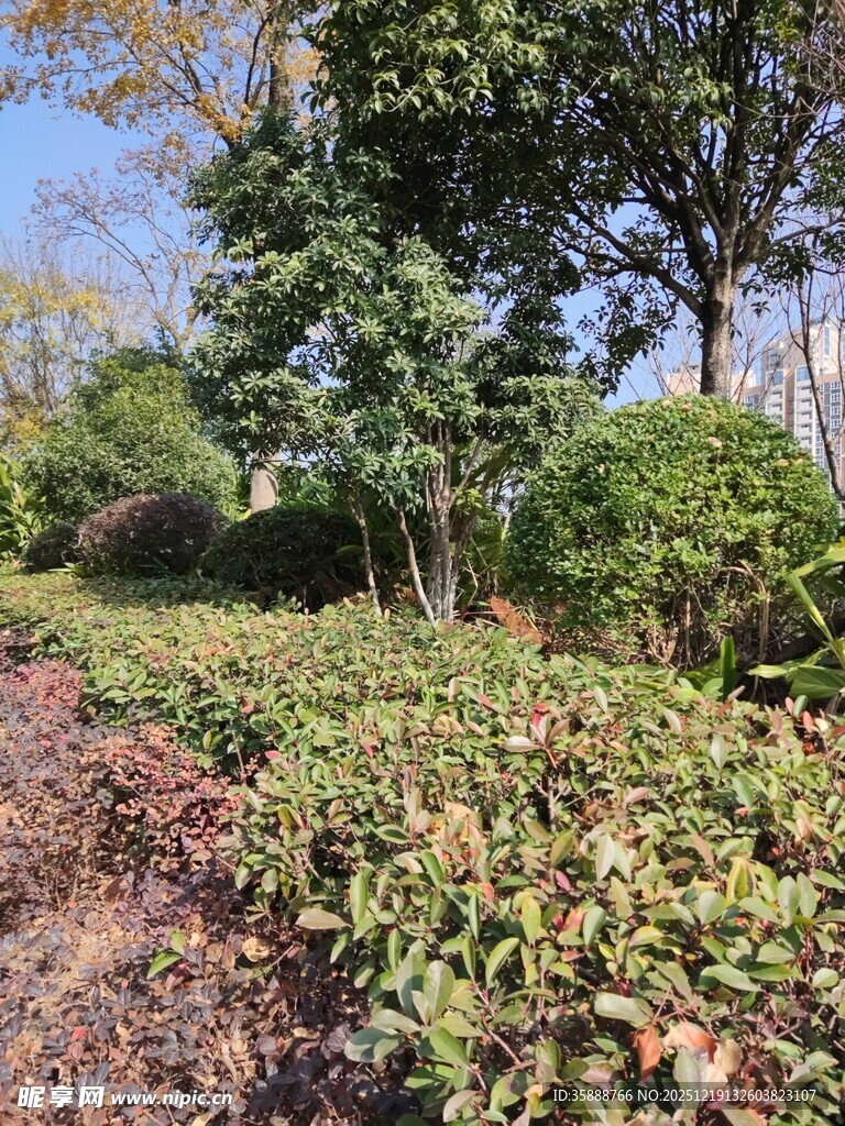 秋日园林绿植景观